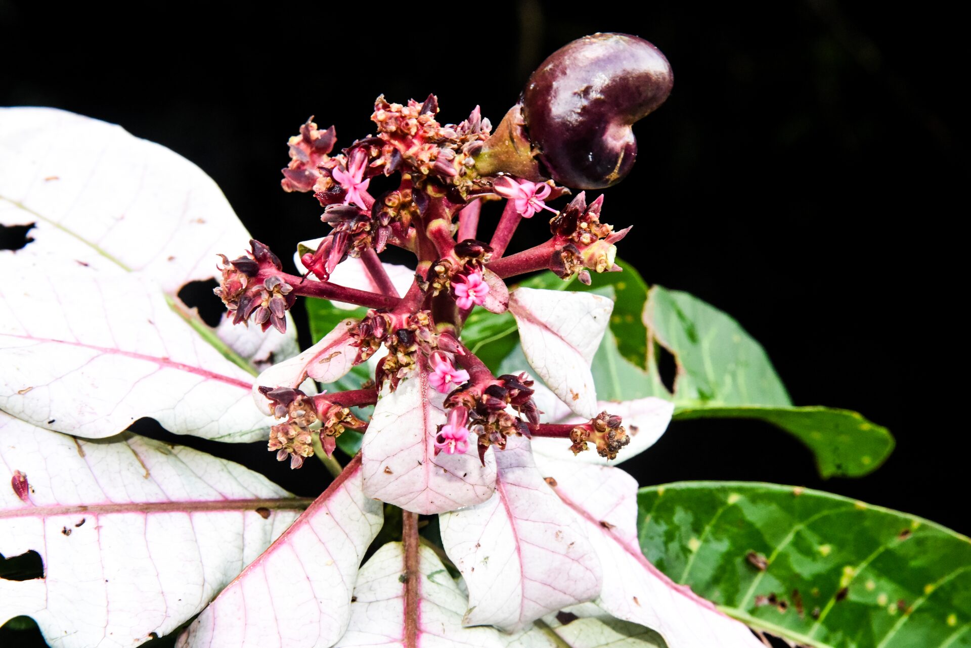 Detalhe de planta em campo