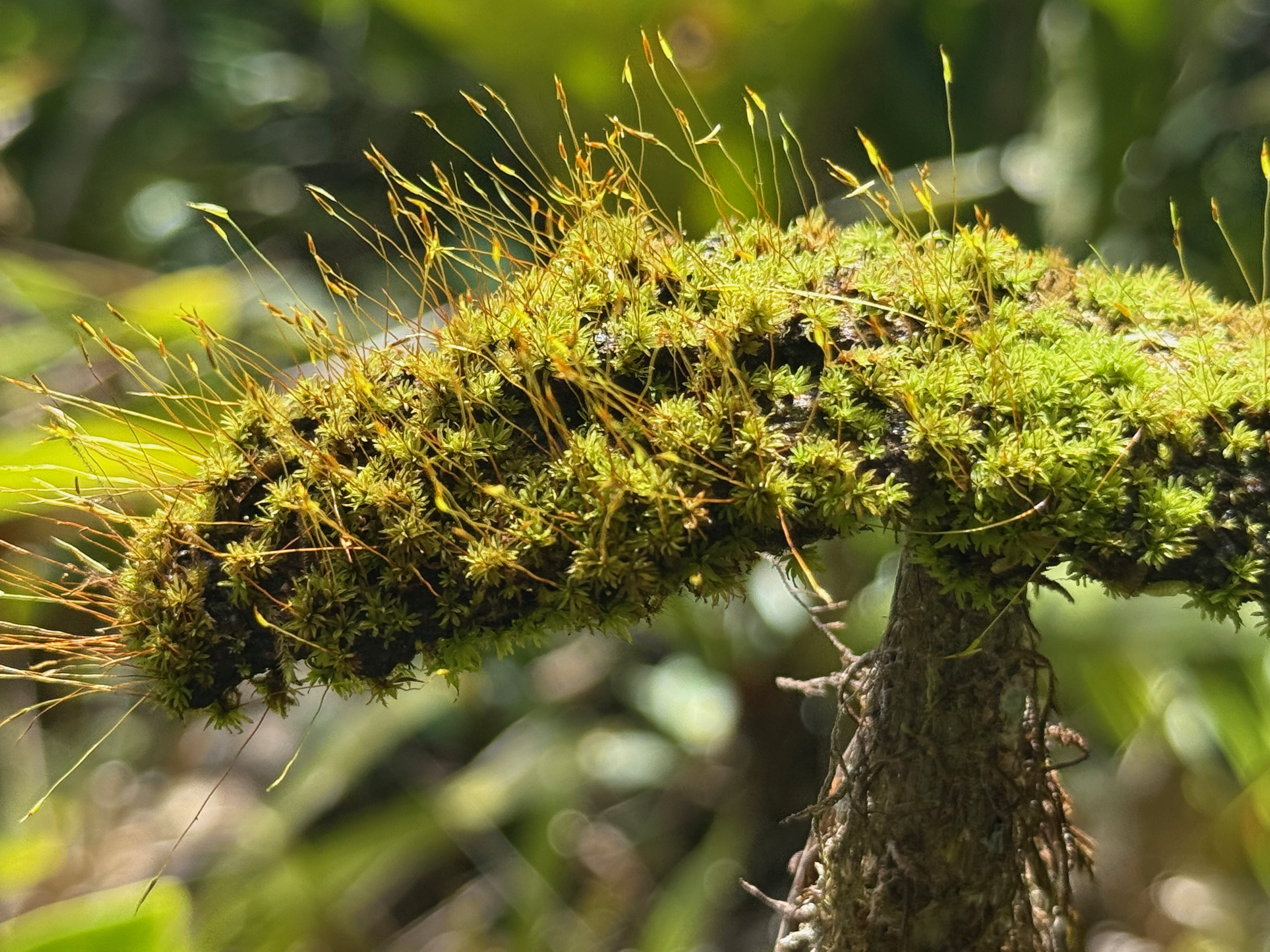 Biomonitoramento e análises científicas
